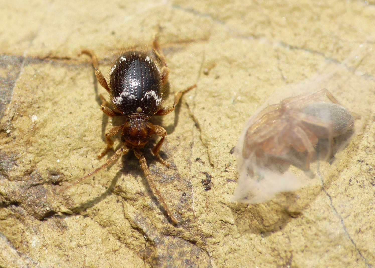 Ptinus cfr. calcarathus e Ptinus cfr. quadripunctatus (Anobiidae Ptininae)